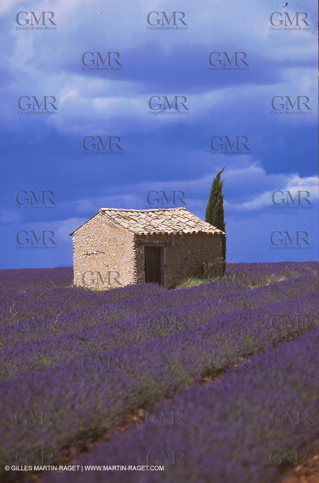 Lavander fields