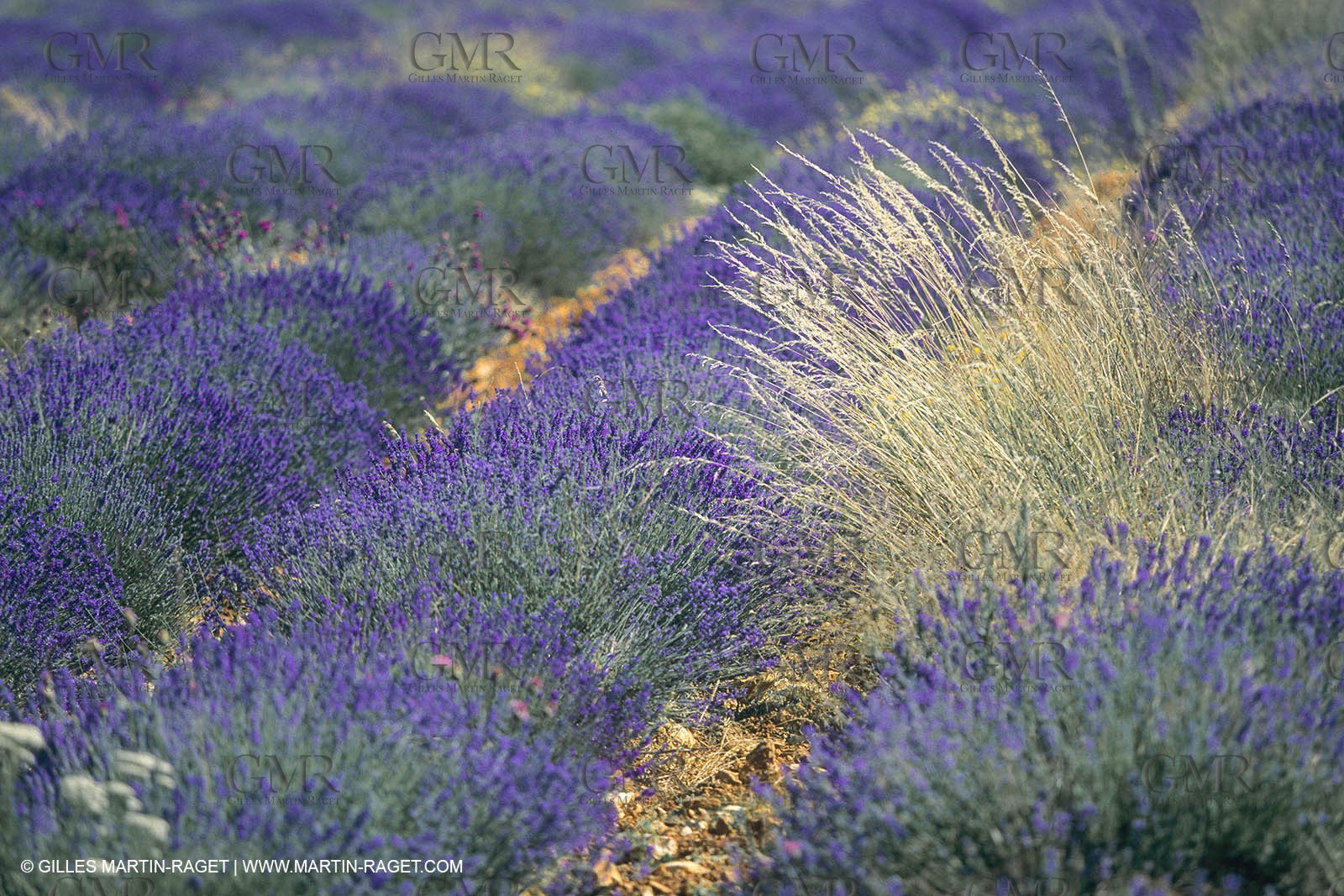 France, Provence, Lavender fields