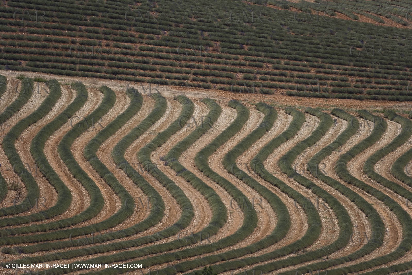 13 08 2007 - Valensole (04) - lavender fields on Valensole plateau