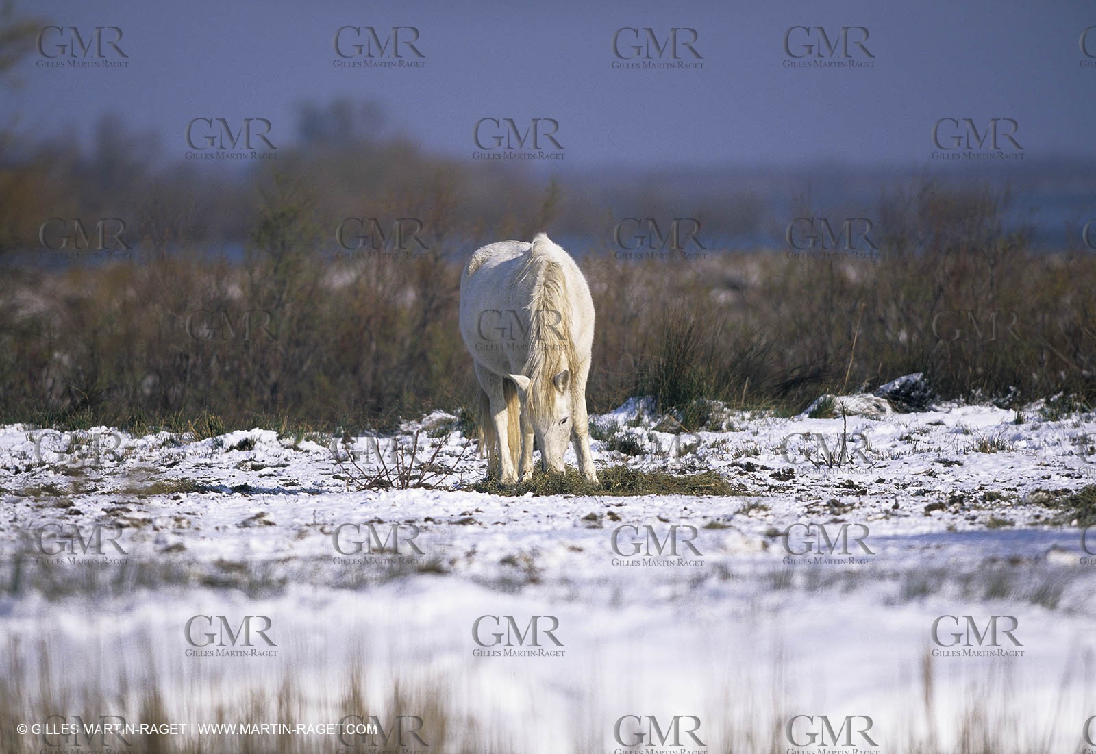 Provence under snow - Camargue
