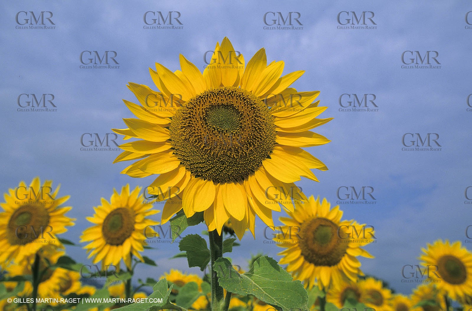 Luberon (FRA,84), Sunflower fields