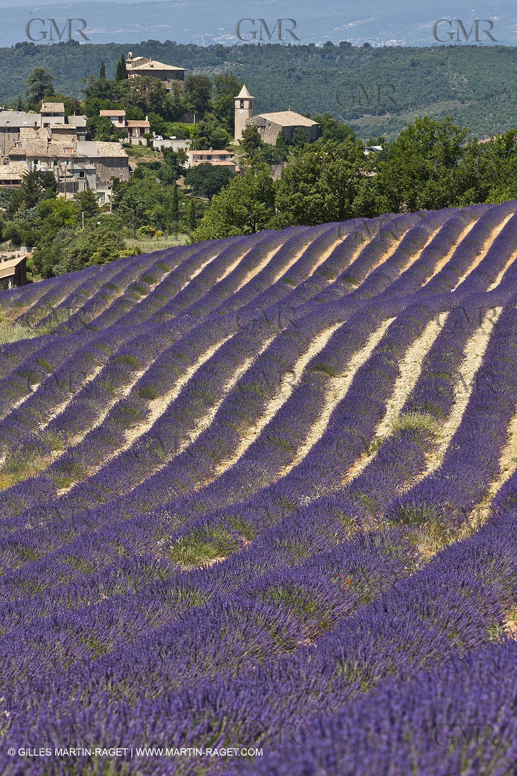 27 06 2011 - Entrevennes (FRA, 04) - Champs de lavande
