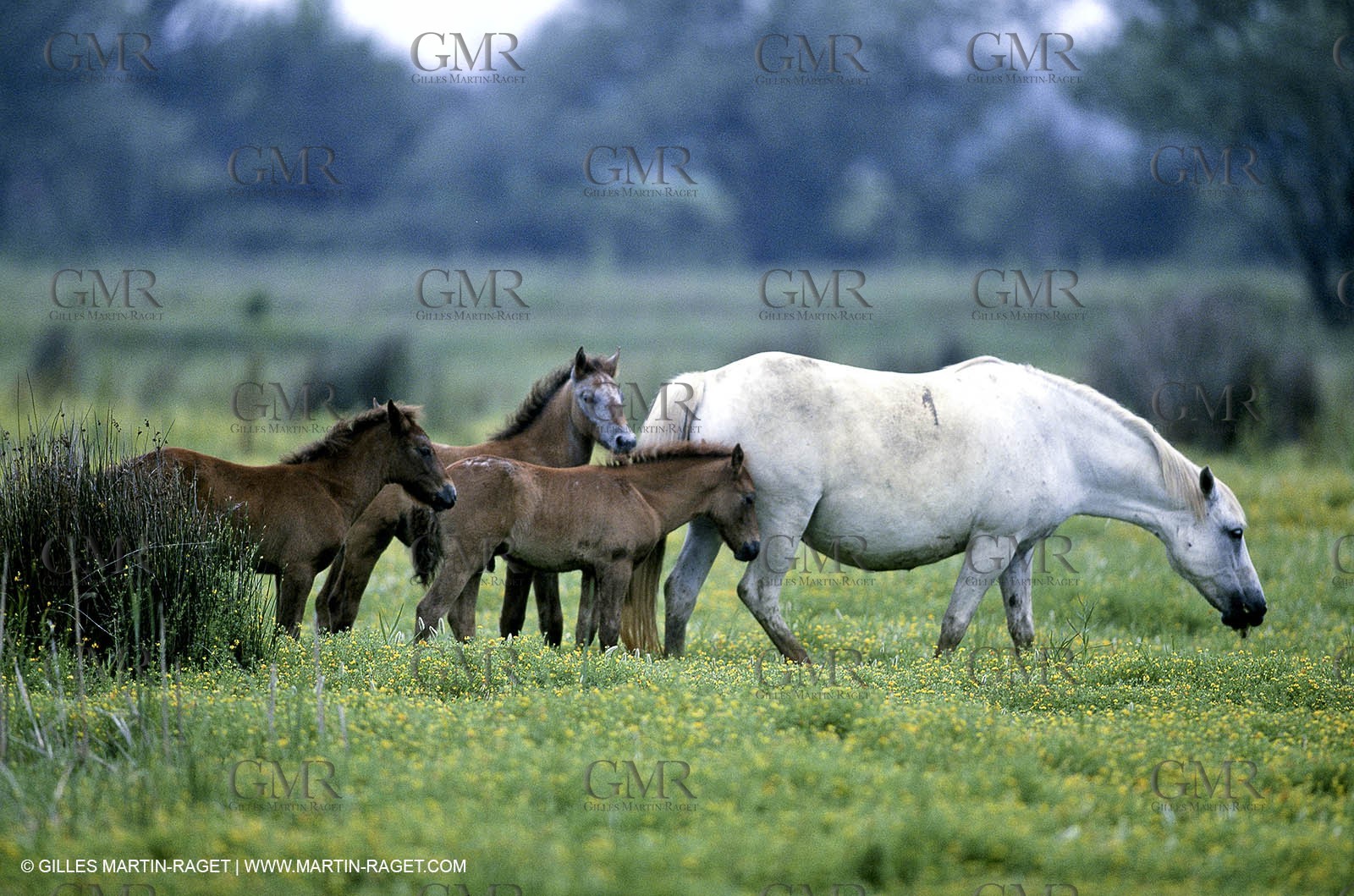 Camargue (FRA,13)