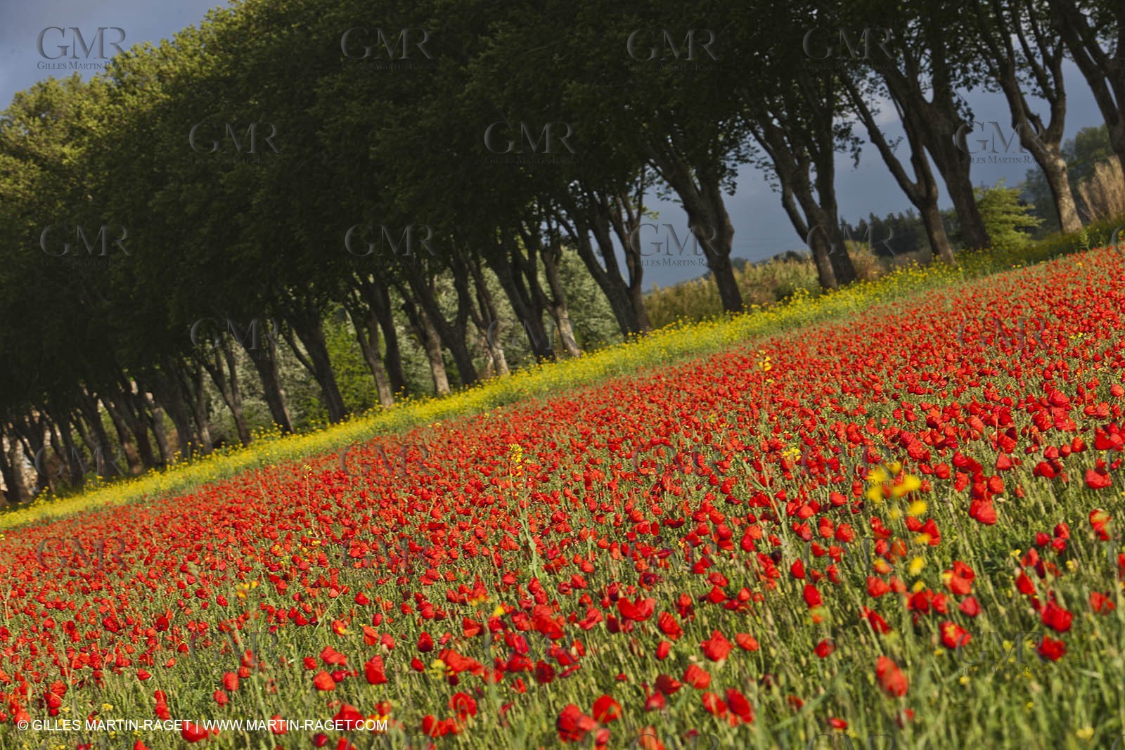 29 04 2012 ( Saint Rémy de Provence (FRA, 13) - Chaîne des Alpilles vers Romanin