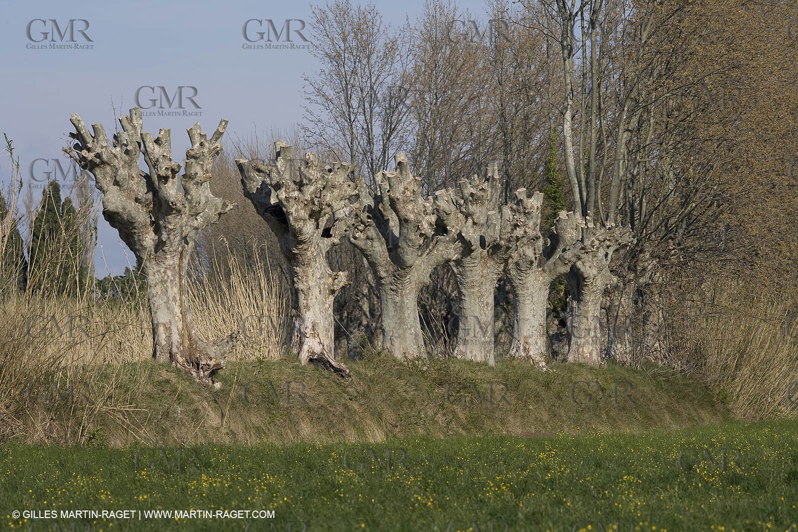 25 02 2005 - Arles and surroundings (FRA, 13) - Vincent Van Gogh south