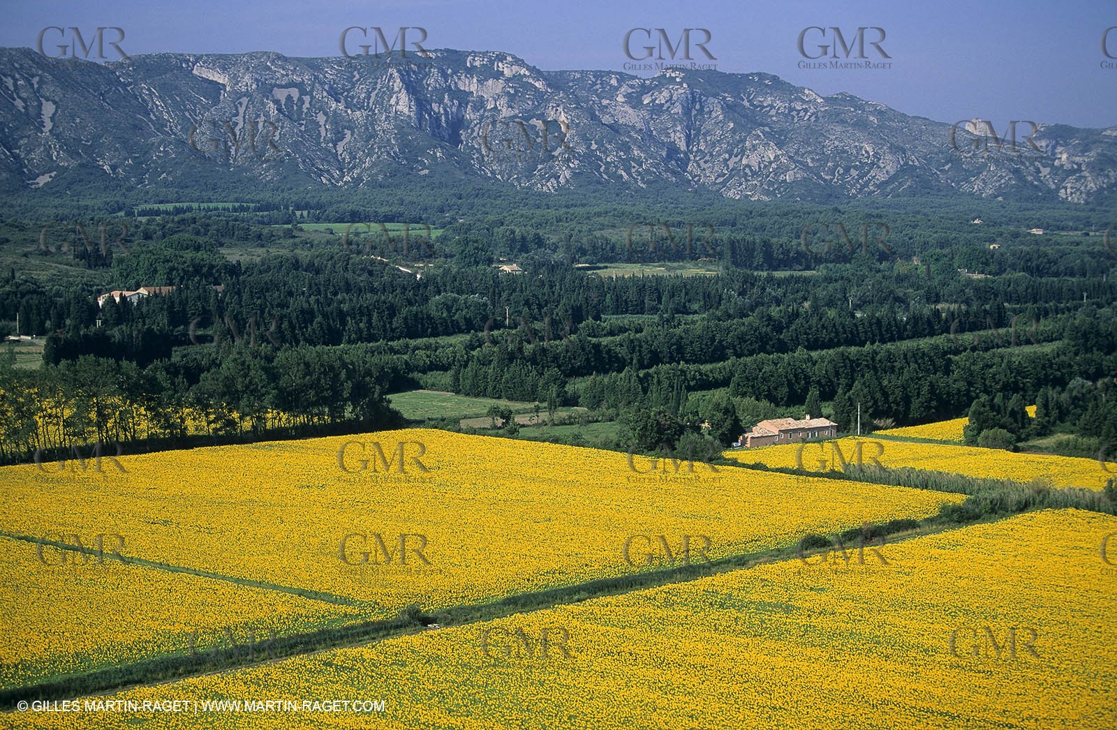 Alpilles (FRA,13) - Sunflower fields