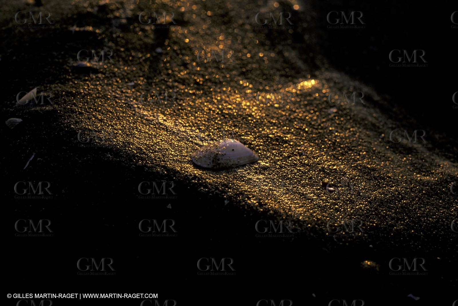 Sea shell