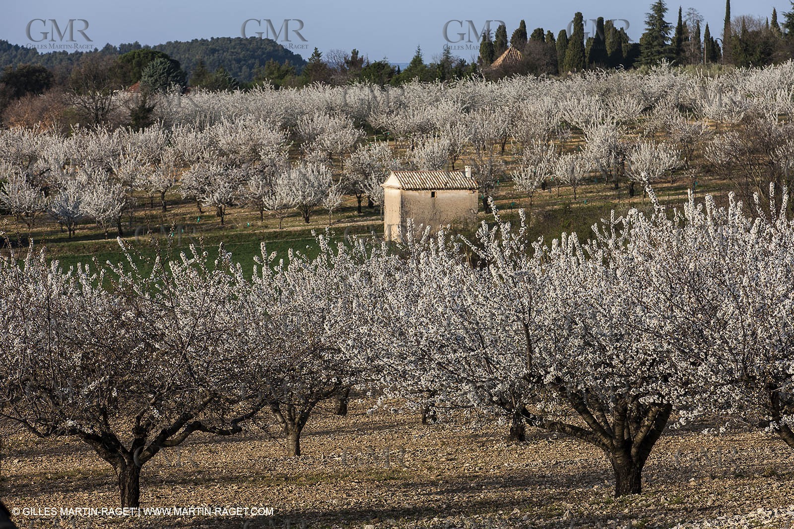 March 30th 2012 - Saint Saturnin les Apt (FRA, 84) - blooming cherry trees