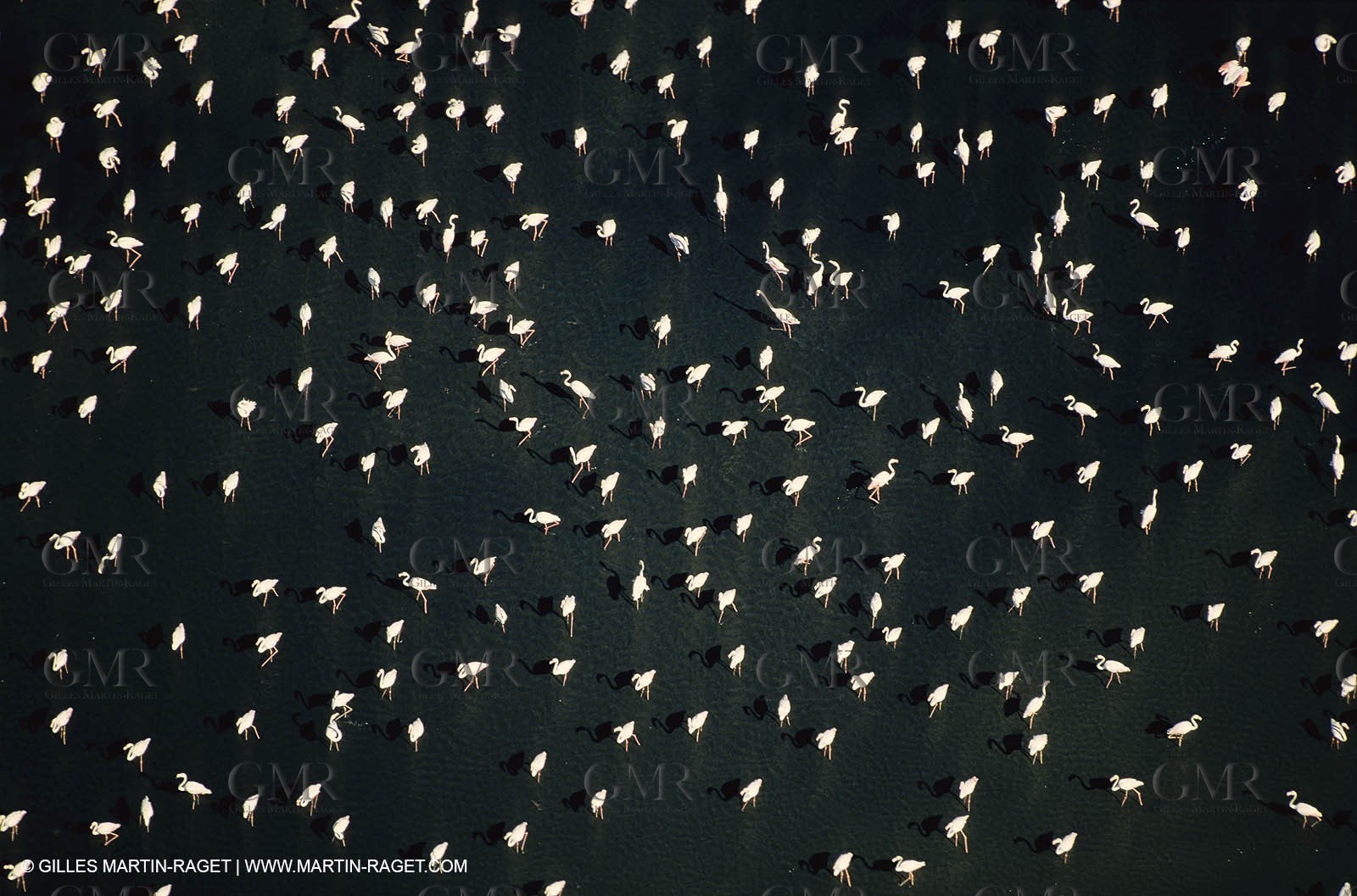 Camargue (FRA,13) - Flamingos in the Camargue