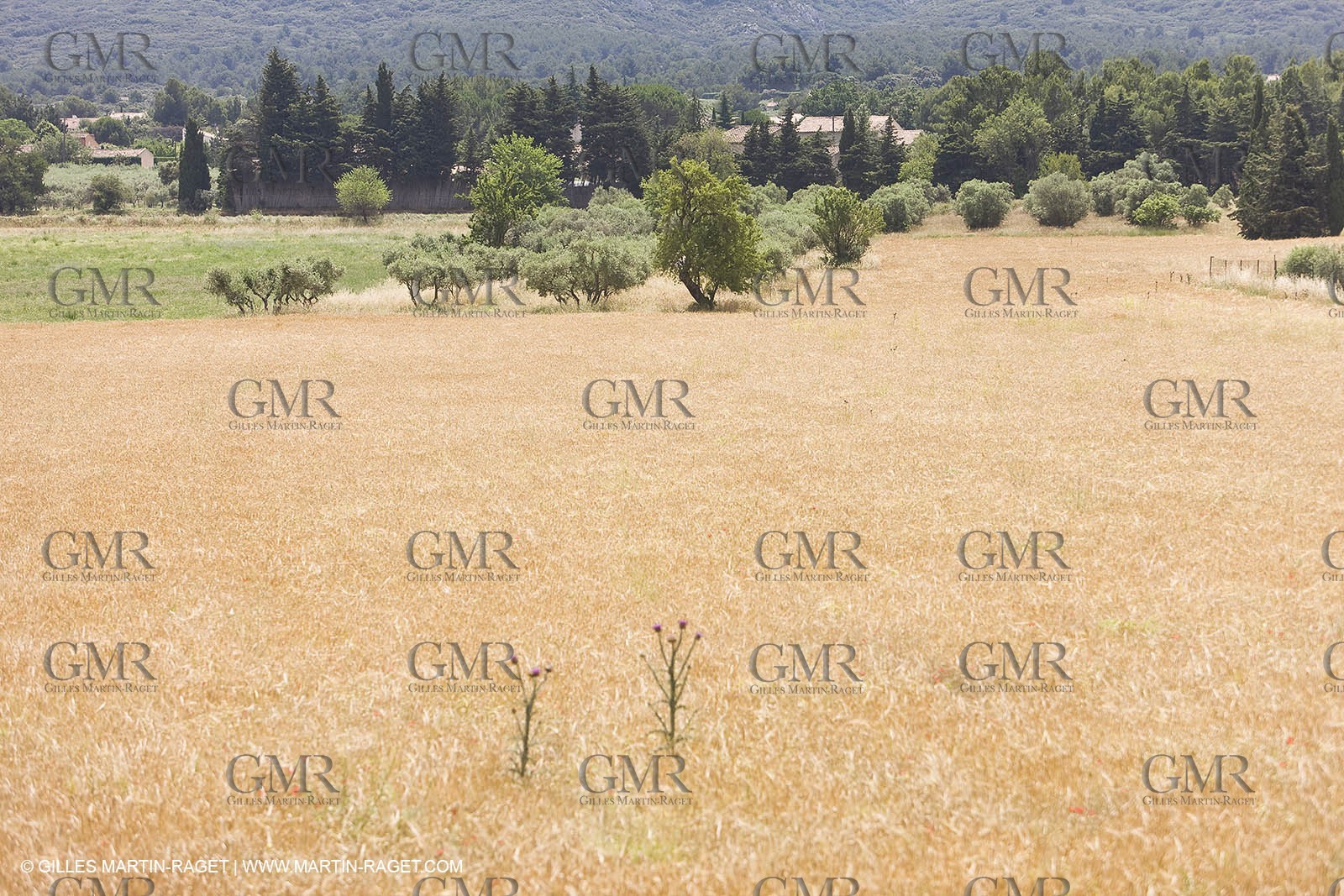 24 Juin 2008 - Saint Rémy de Provence (FRA-13) - Paysage des Alpilles