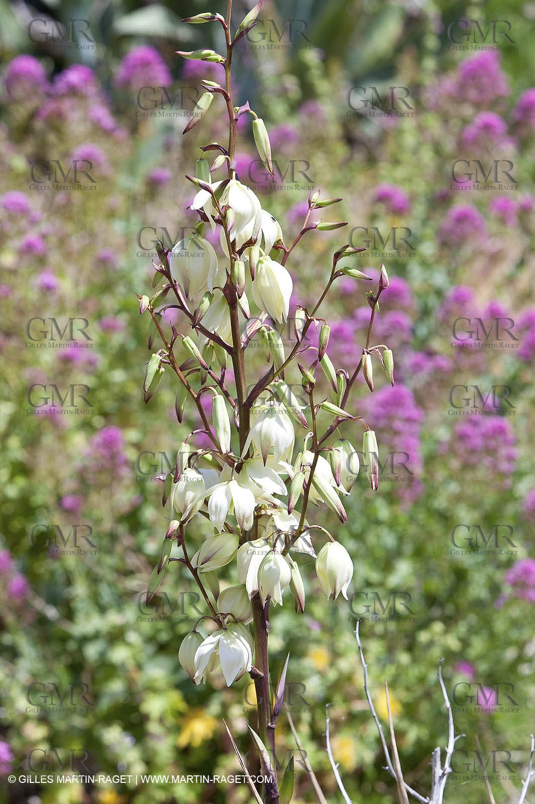 20 05 2009 - Marseille (FRA, 13) - Les Calanques - Calanque du Podestat