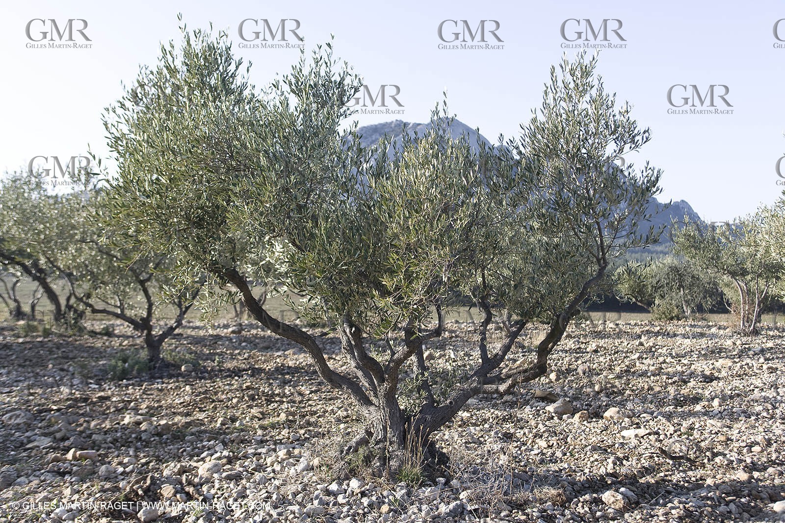 09 02 2008 - Les Baux de Provence (FRA, 13) - Alpilles hills landscapes
