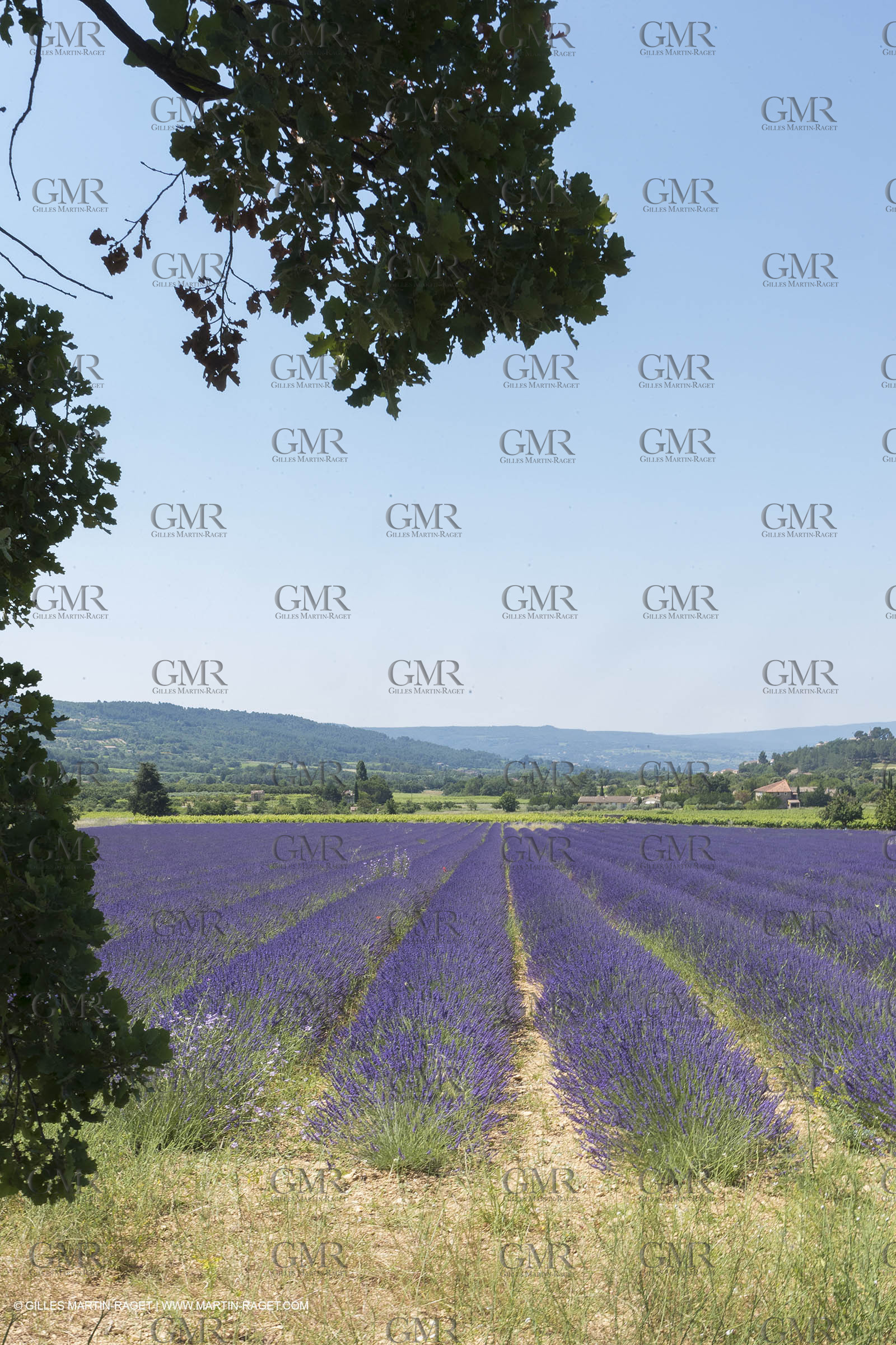 21 06 2018,Rustrel (FRA, 84), champs de lavande