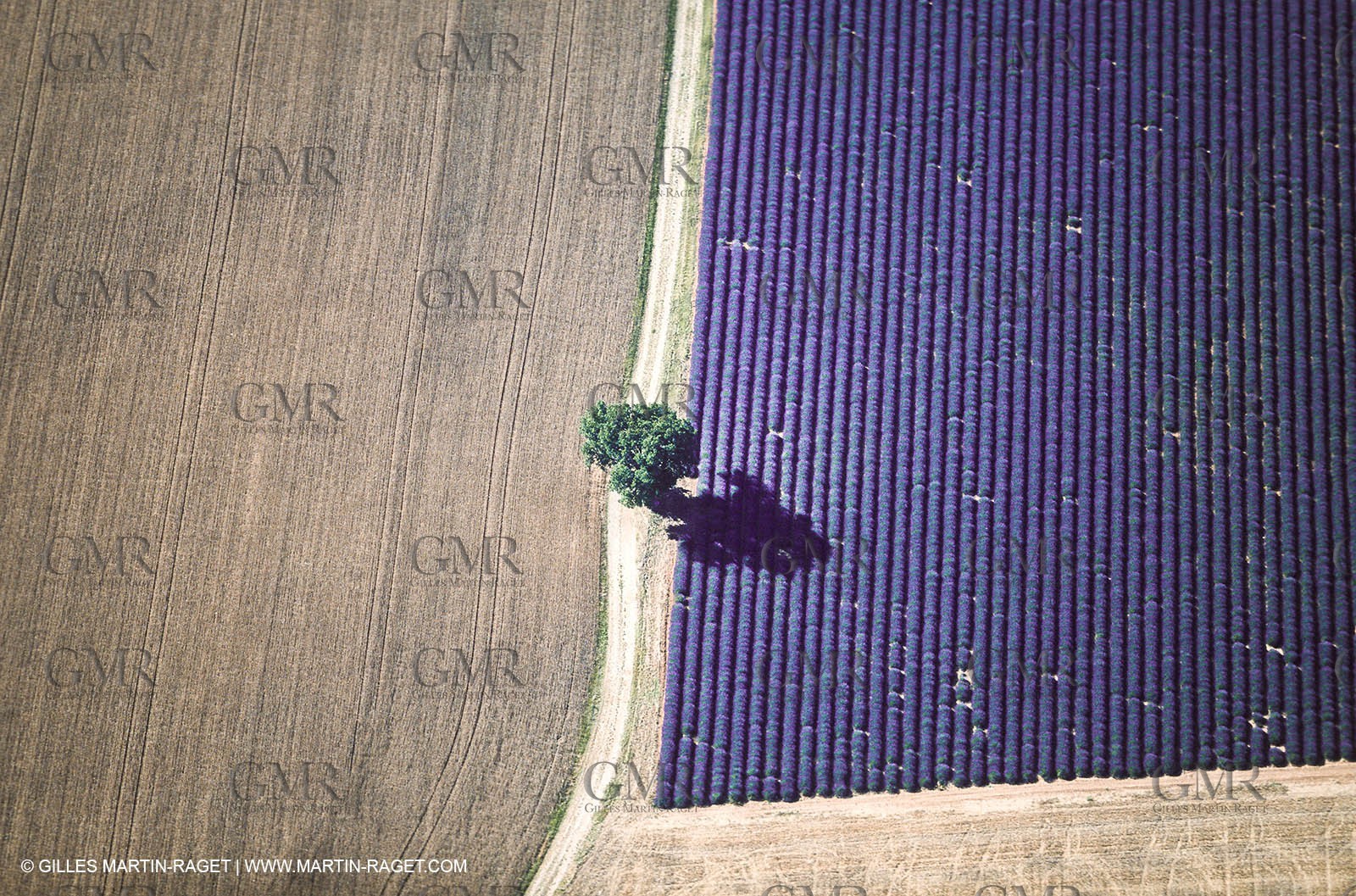 Hgher Provence - Lavender fields
