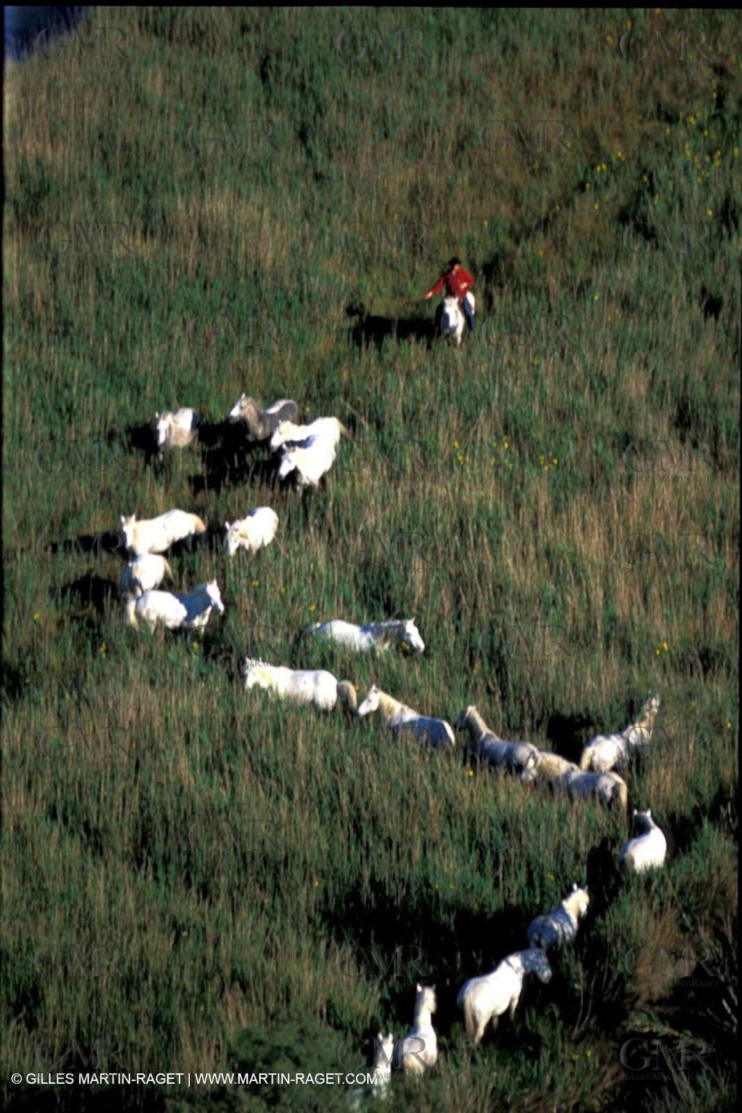 Arles - Camargue gardians (cow boys) at work