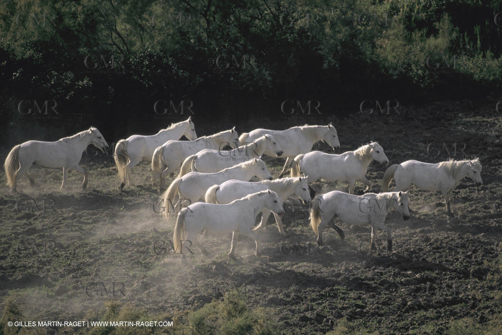 France, Provence, Camargue, White horses from Camargue