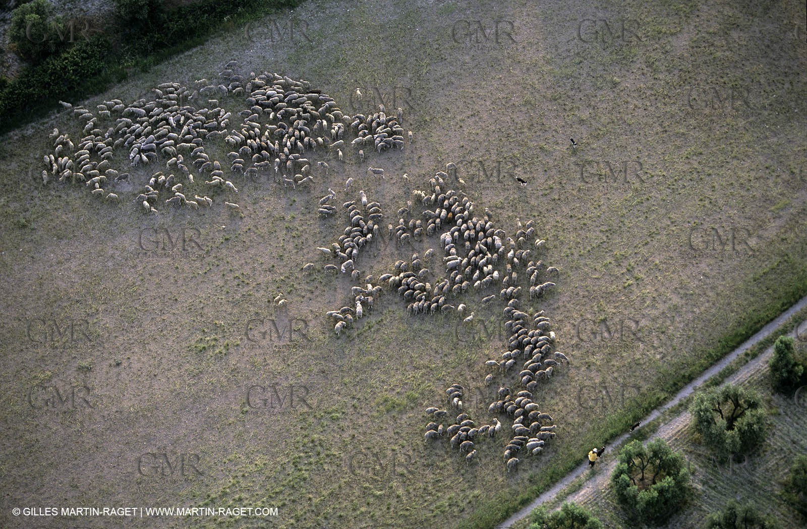 Alpilles and Montagnette hills, sheeps stock