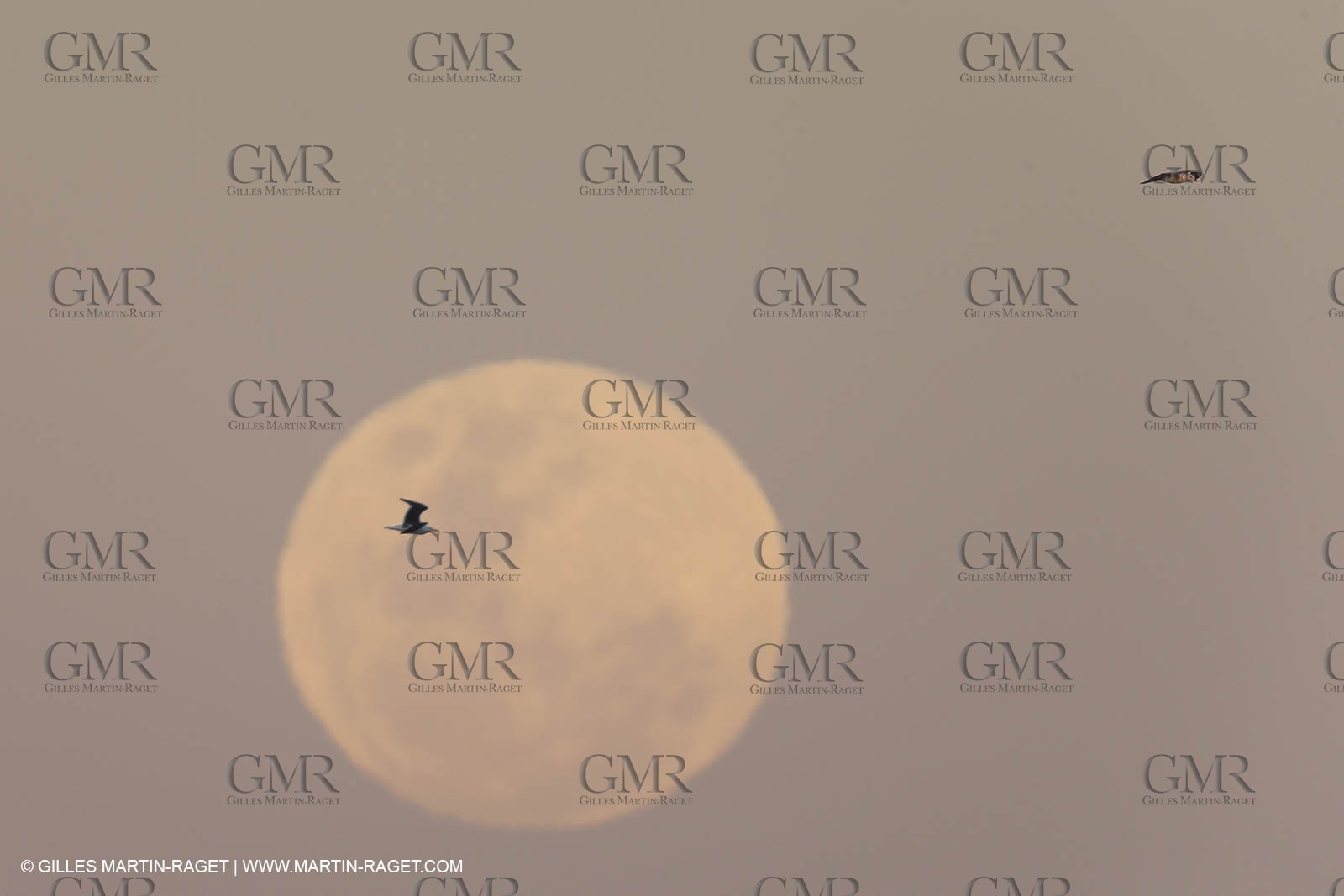 07 11 2014, Capetown (ZAF), Volvo Ocean Race 2014-15, Team Alvimedica finish and arrival in Cape Town