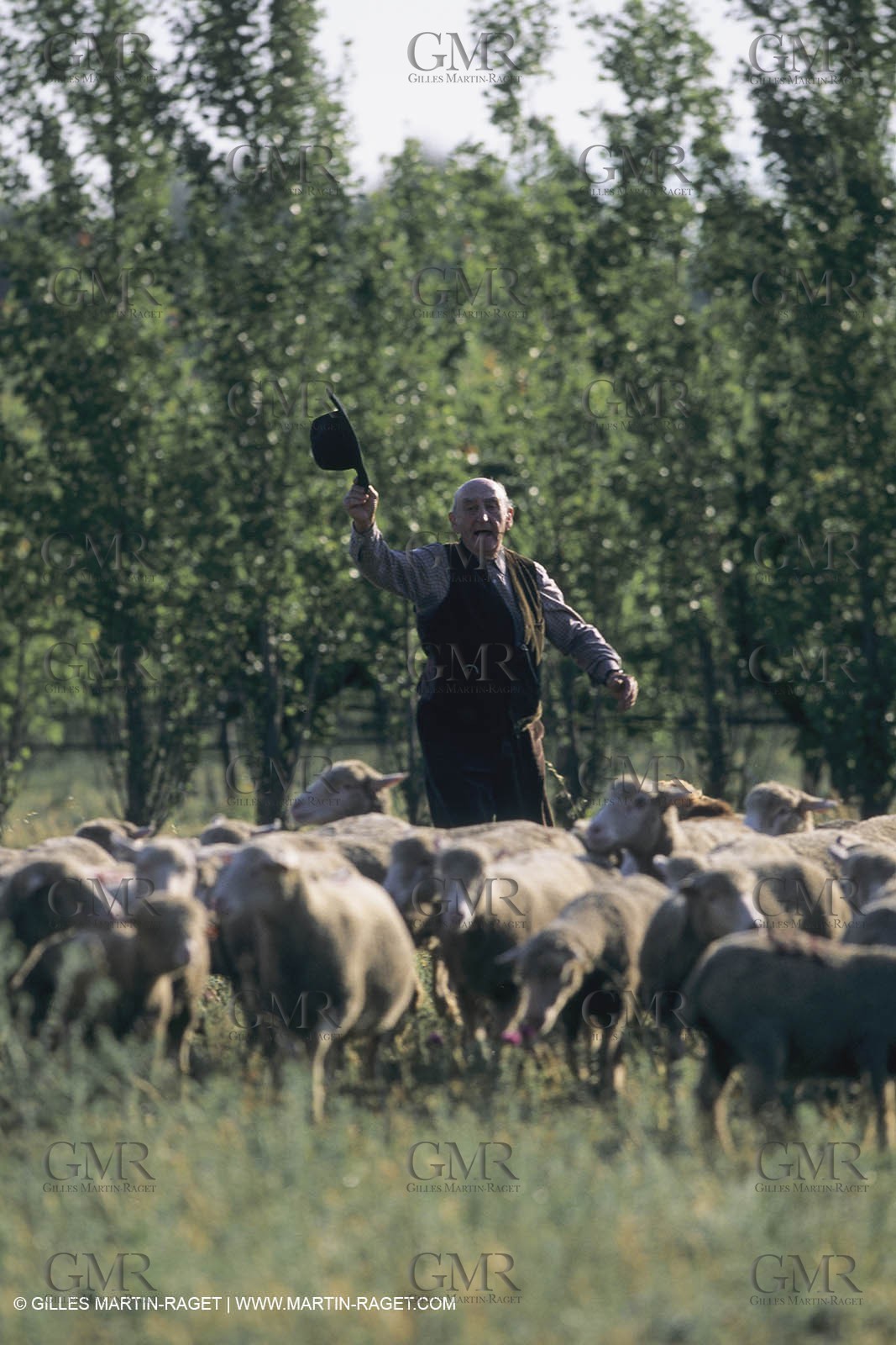 France, Provence, Moutons, bergers, élevage, transhumance