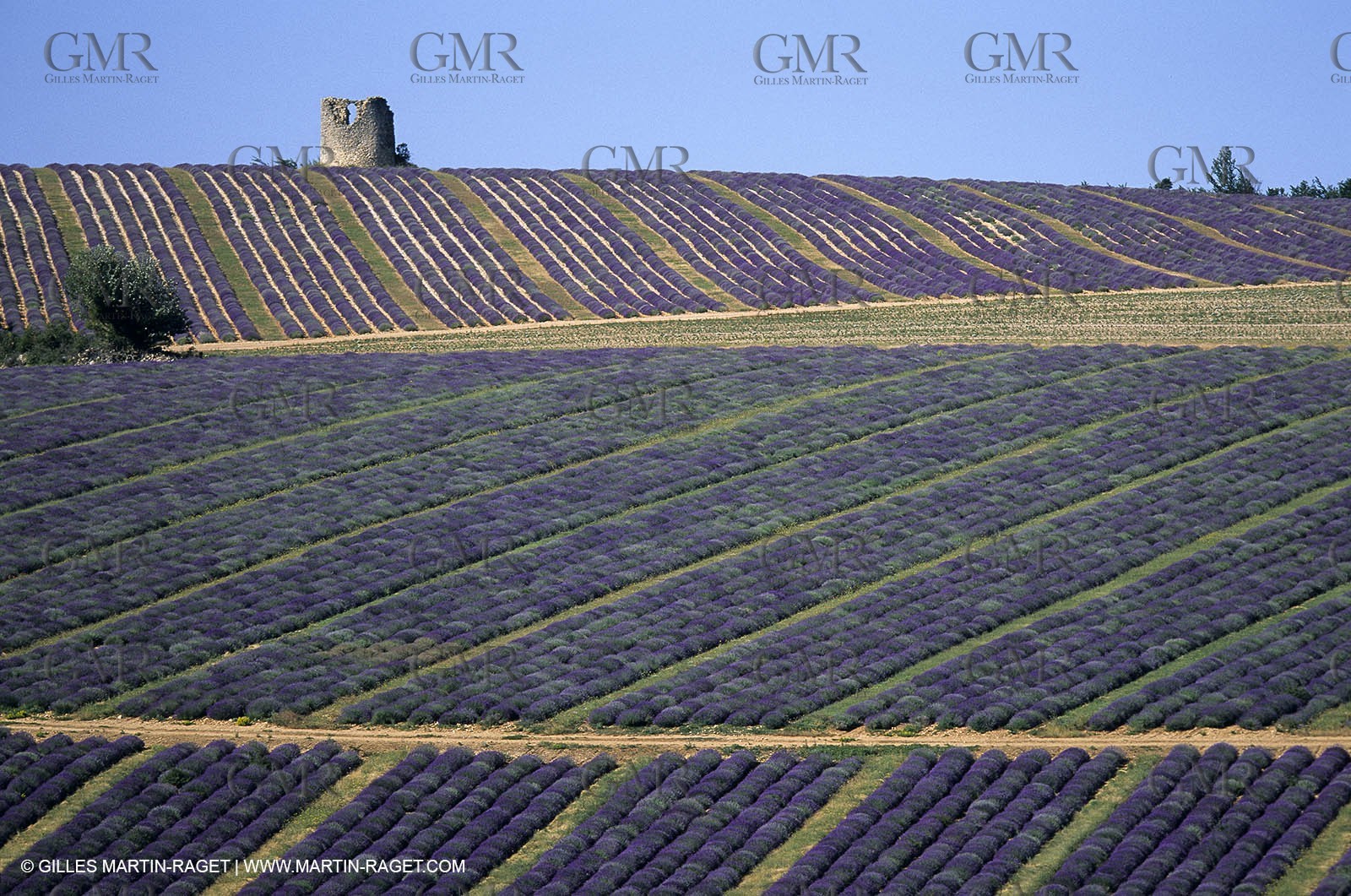 Champs de lavande