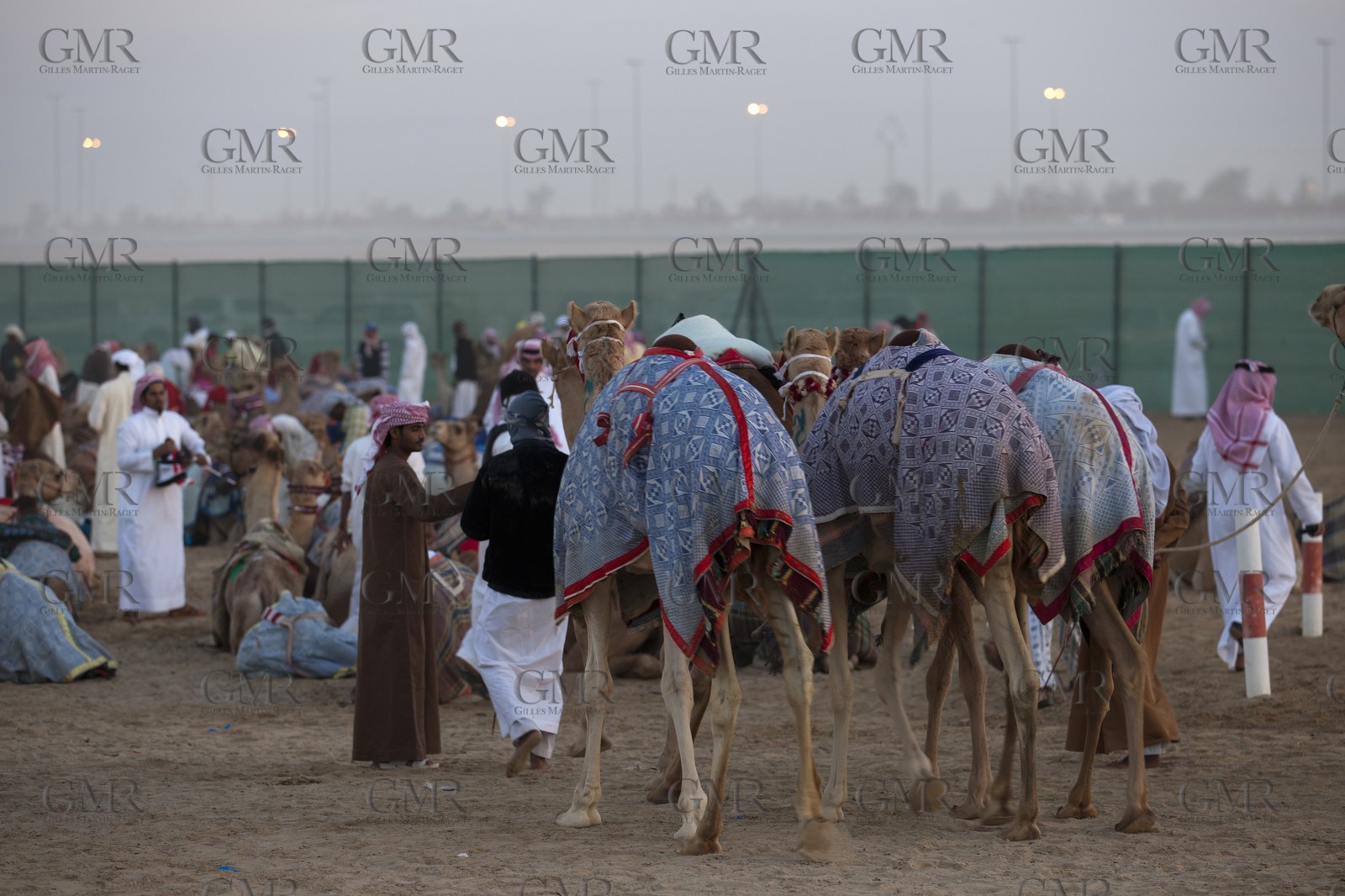 20 11 2010 - Dubai (UAE) - Camel races