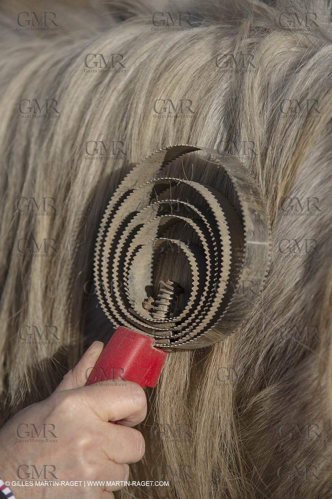 26 12 2013 - Les Saintes Maries de la Mer (FRA,13) - Horse riding at Cabanes de Cacharel