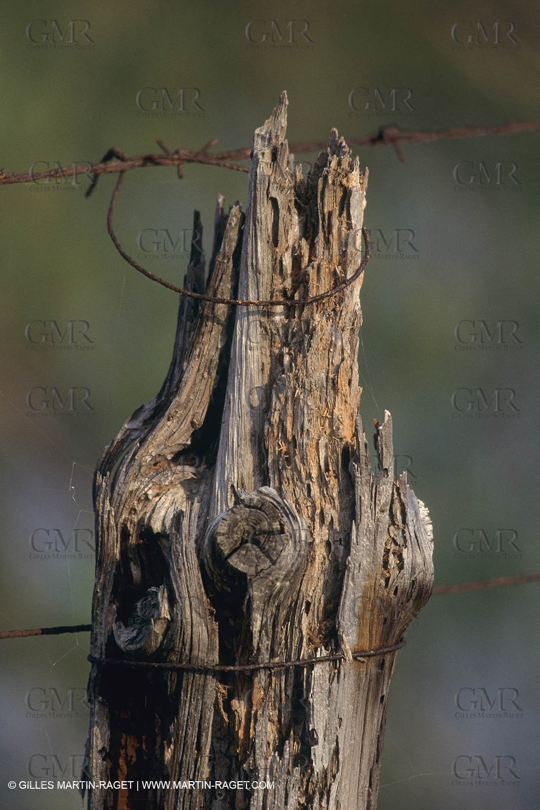 France, Provence, Camargue, Mas traditionnel de Camargue