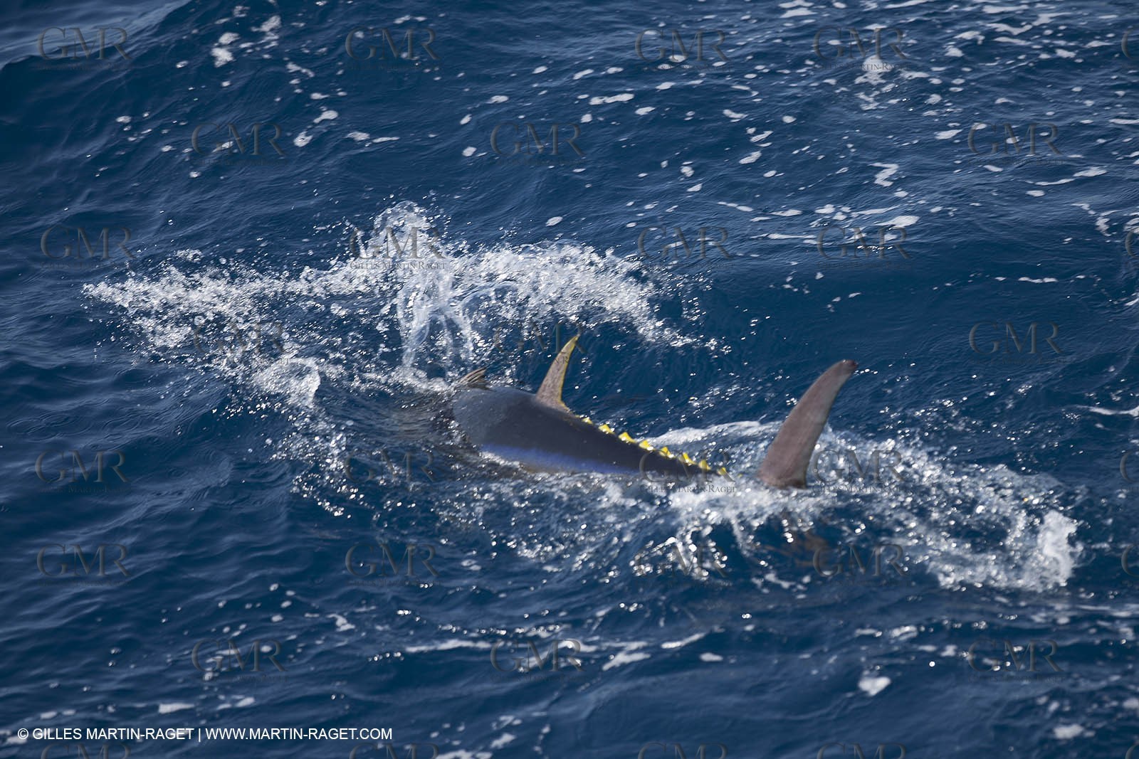 20 09 2011 - Portofino (ITA) - Thons