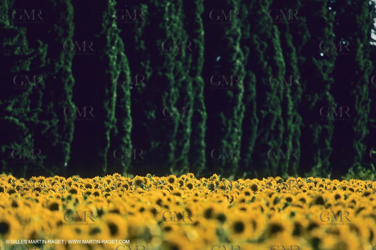 Luberon (FRA,84), Sunflower fields