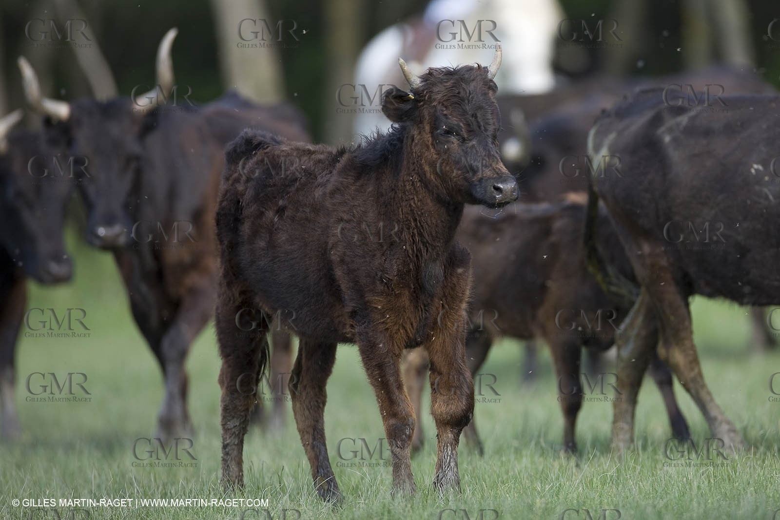 07 05 2008 - Le Cailar (FRA,30) - Stock work at Mas du Pont de Laute domain