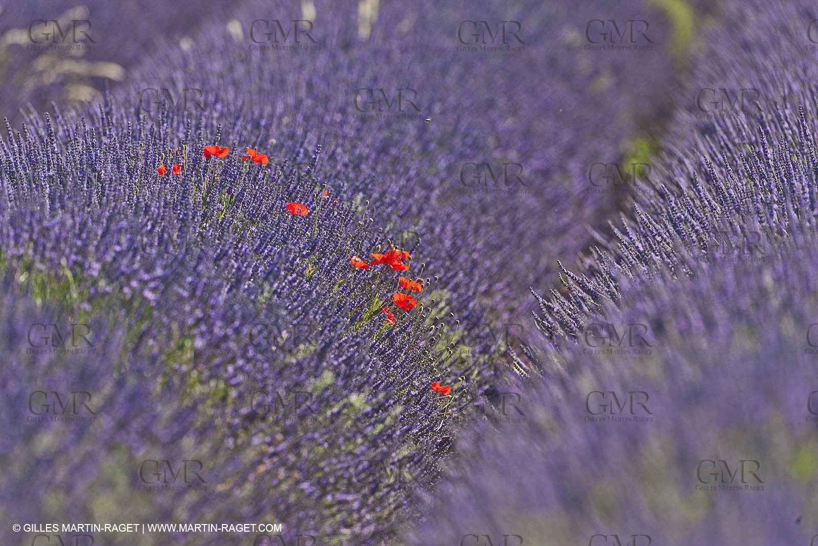 27 06 2011 - Valensole (FRA, 04) - Lavander fields