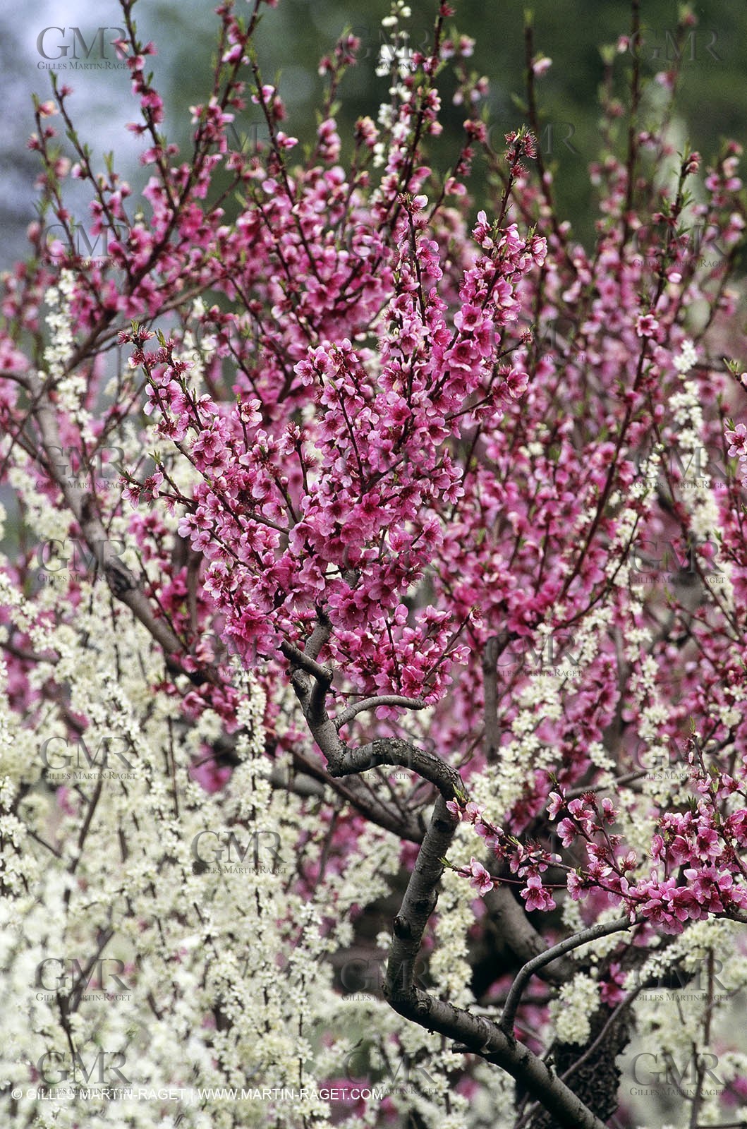 Luberon, Vaucluse (FRA,84) - Fruit trees blooming