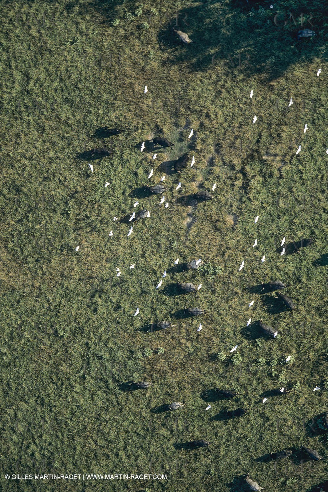 France, Provence, Camargue, Taureaux