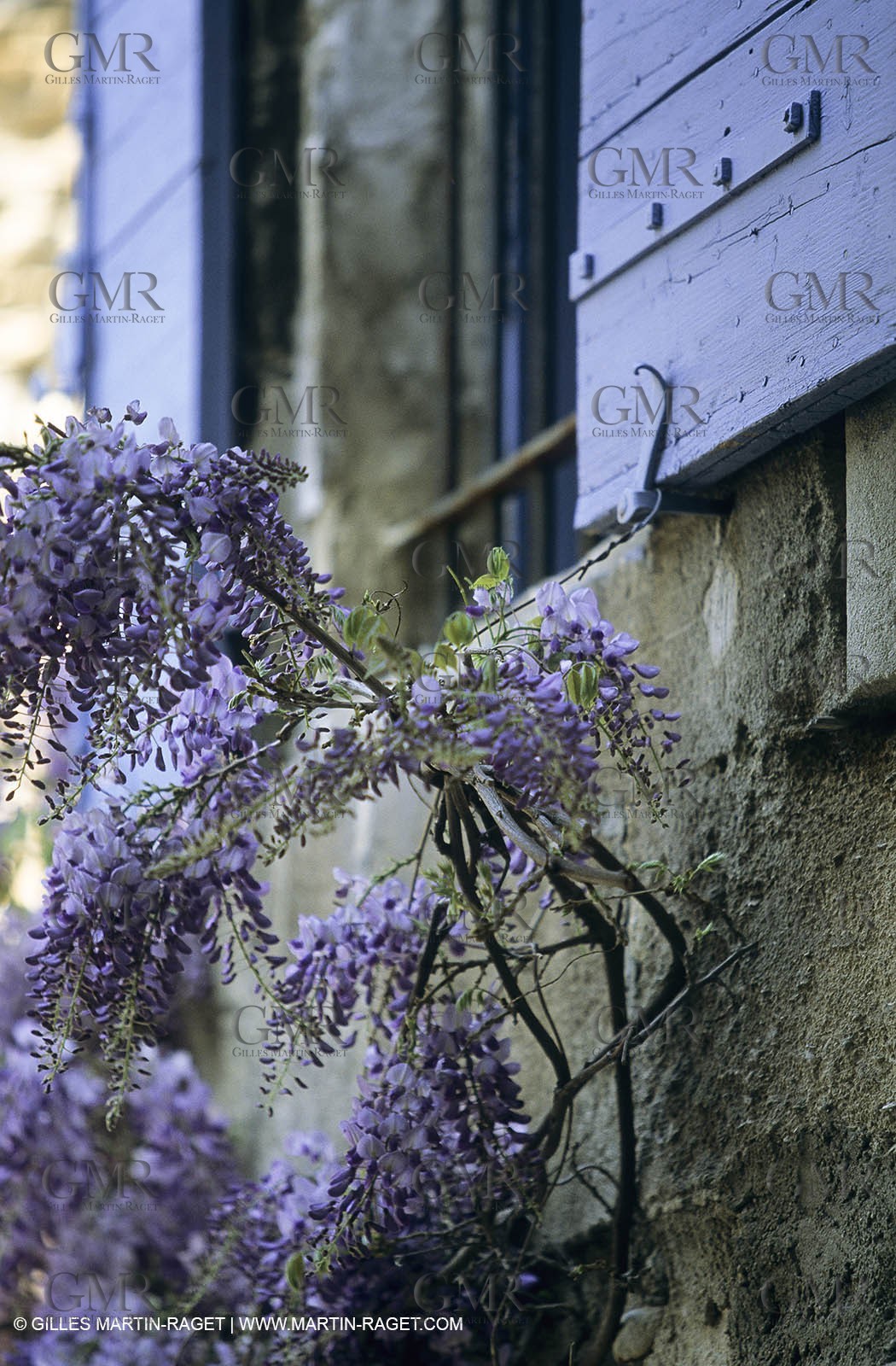 Les Alpilles, Saint Rémy de Provence, (FRA,13) - Glycine in Saint Rémy de Provence