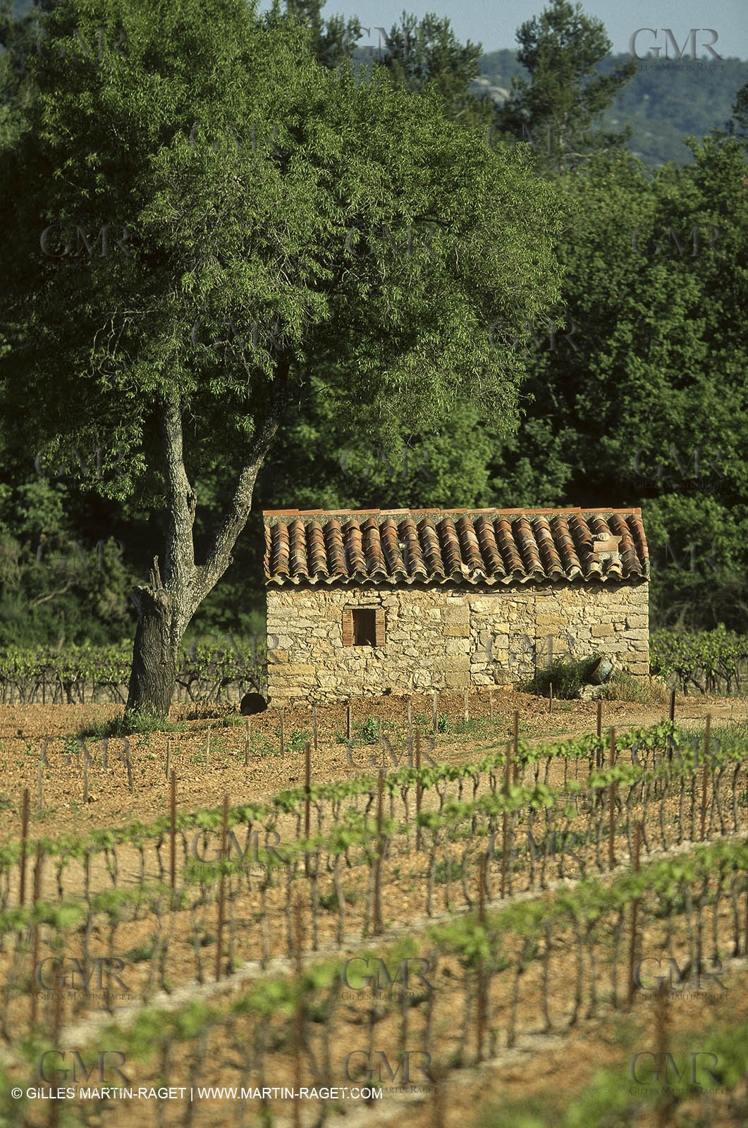 Luberon (FRA,84), Fall colors