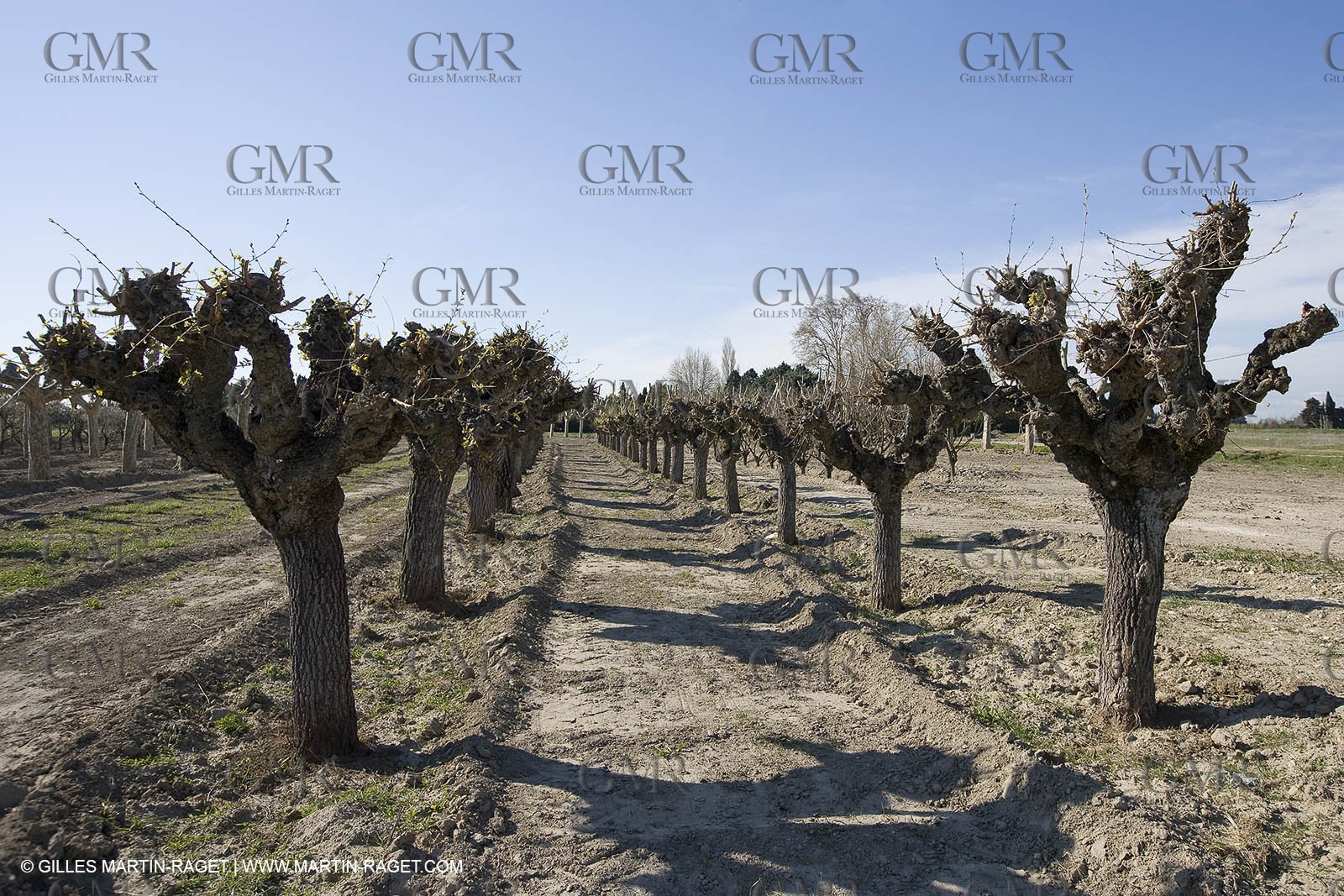 25 03 2005 - Pays d'Arles (FRA,13) - Le Midi de Van Gogh - Saules étêtés