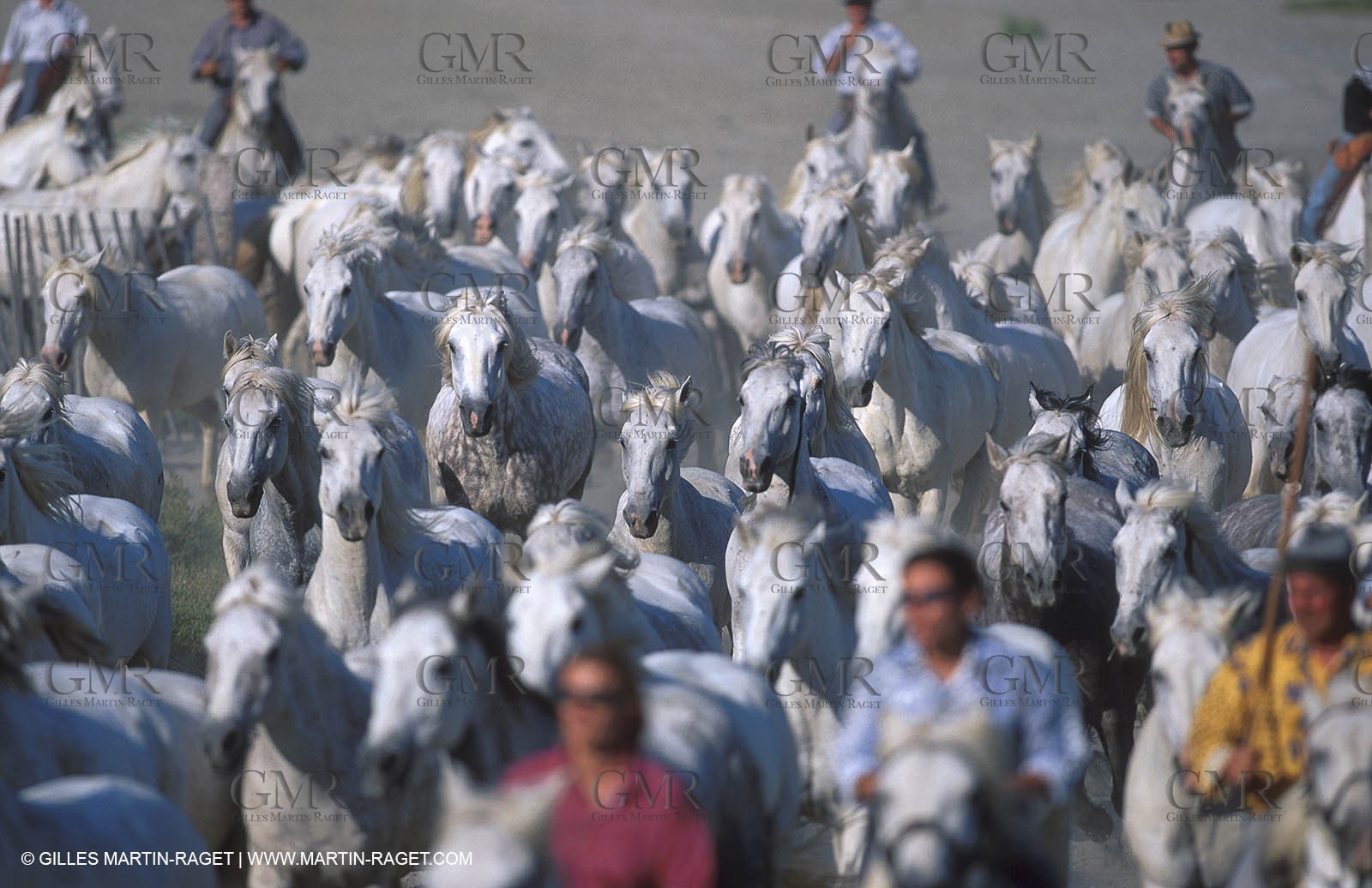 Camargue horses