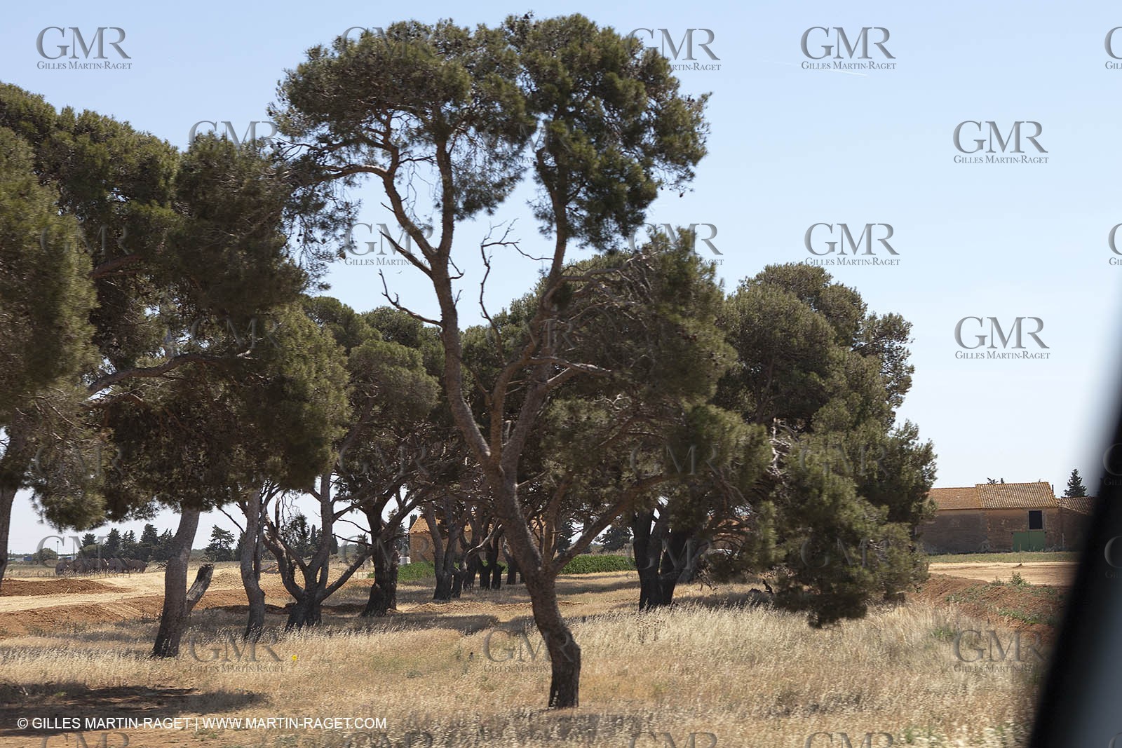 France, Provence, Traditions, Les Saintes Maries de la mer - Pélerinage gitan