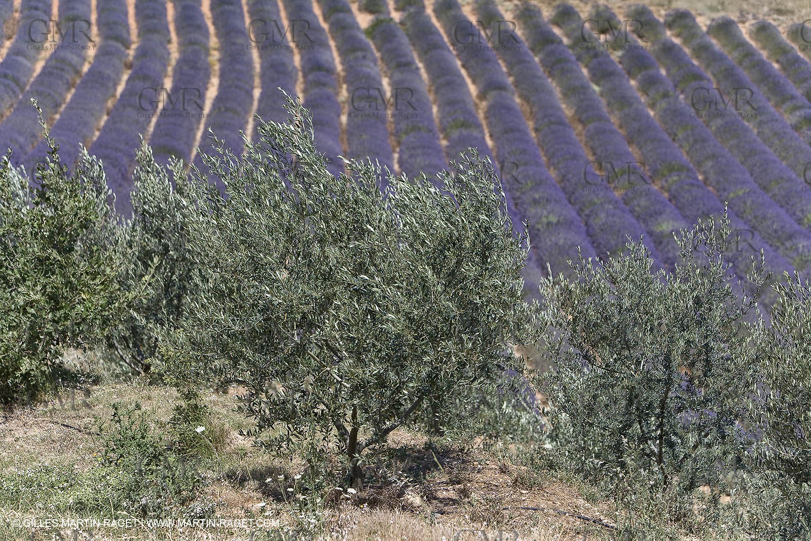 13 08 2007 - Valensole (04) - lavender fields on Valensole plateau