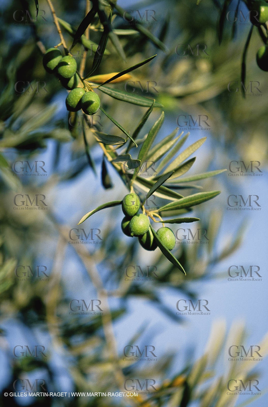 olive0119.jpg