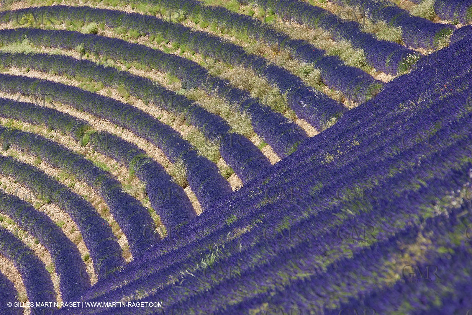 27 06 2011 - Puimichel (FRA, 04) - Lavander fields
