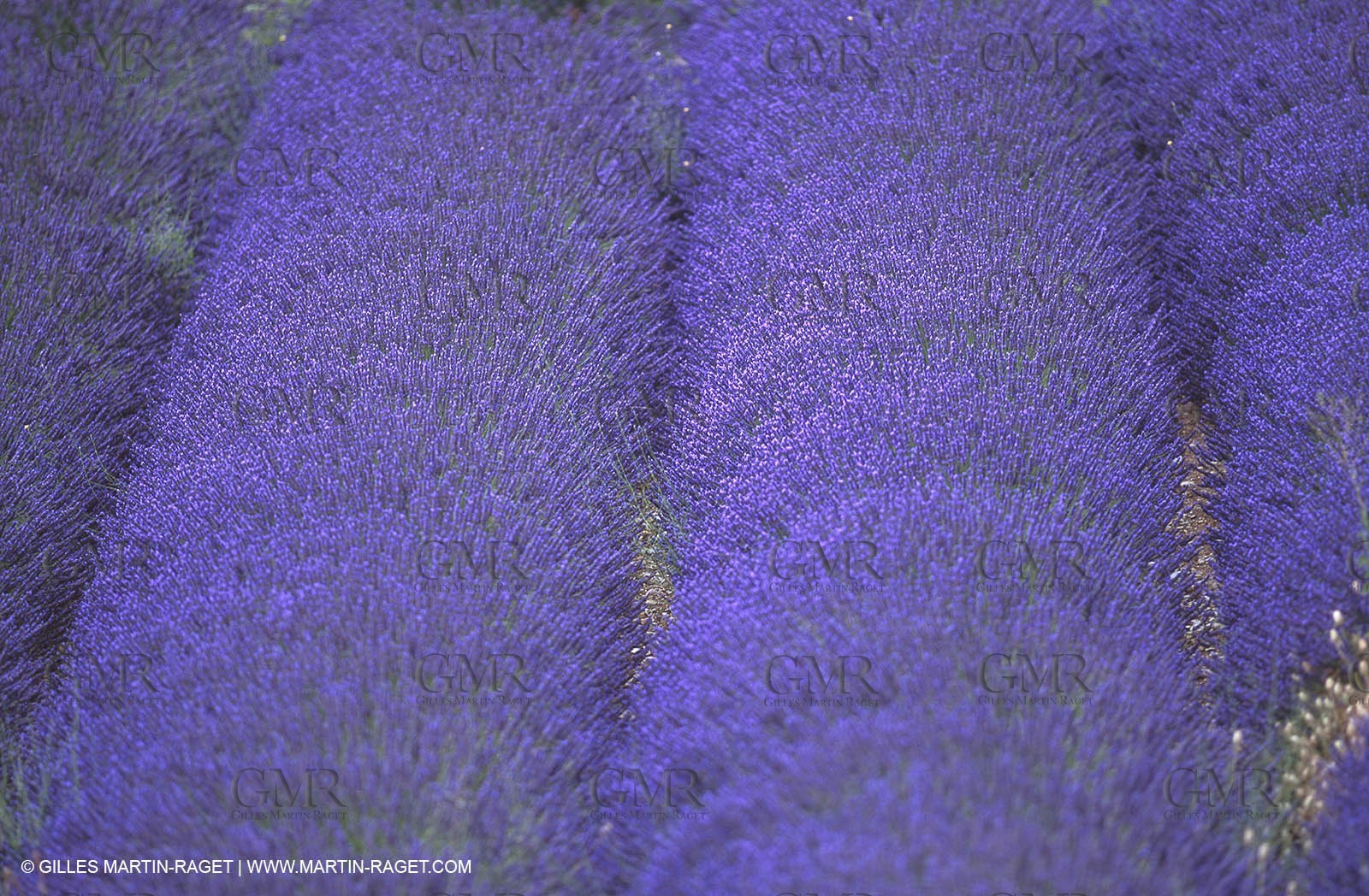 Lavander fields