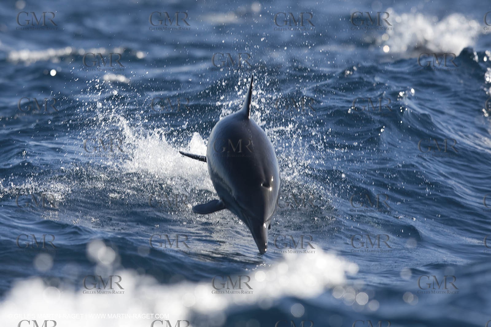 Marine animals