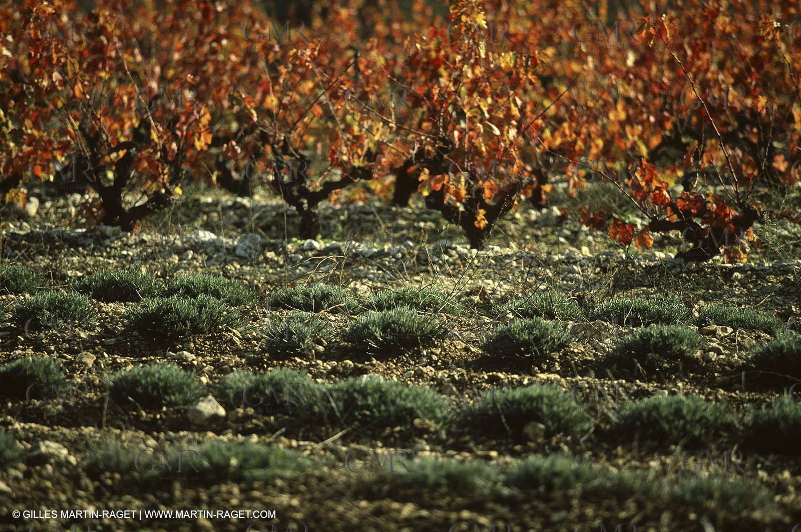 Luberon (FRA,84), Fall colors