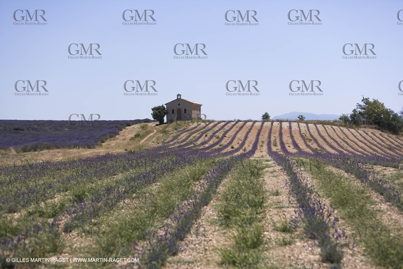 13 08 2007 - Valensole (04) - lavender fields on Valensole plateau