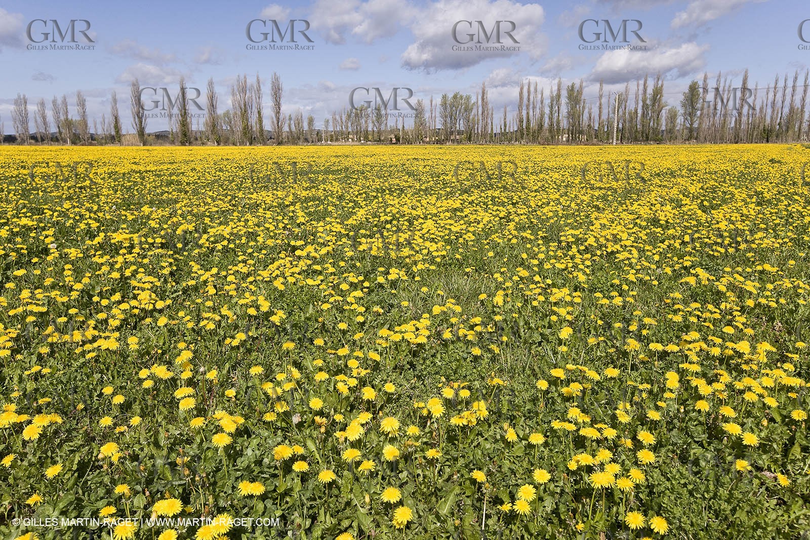 16 03 2008 - Saint Rémy de Provence (FRA, 13) - Alpilles hills landscapes - Dandelion field