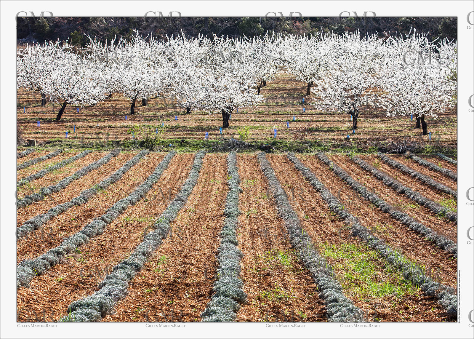 Product: in house made quality print on 8 ultrachome colors Epson ink Jet printer.Available sizes: . 30x40 cm. 50x70 cm. 80x120 cmAvailable papers: . Standard 250 gr glossy paper print, black streak, white margin, no signature. Top quality glossy 290 gr. paper, black streak, white margin, checked and signed by the author. Fine Art print (signed, numbered, stamped, registered) on demand. Other supports (Canvas, Acrylic, Metal) on demandPackaging: cylindric reinforced tubeShipping options: regular mail or Shipping companyClick on the basket icon to select your options and start the online ordering process