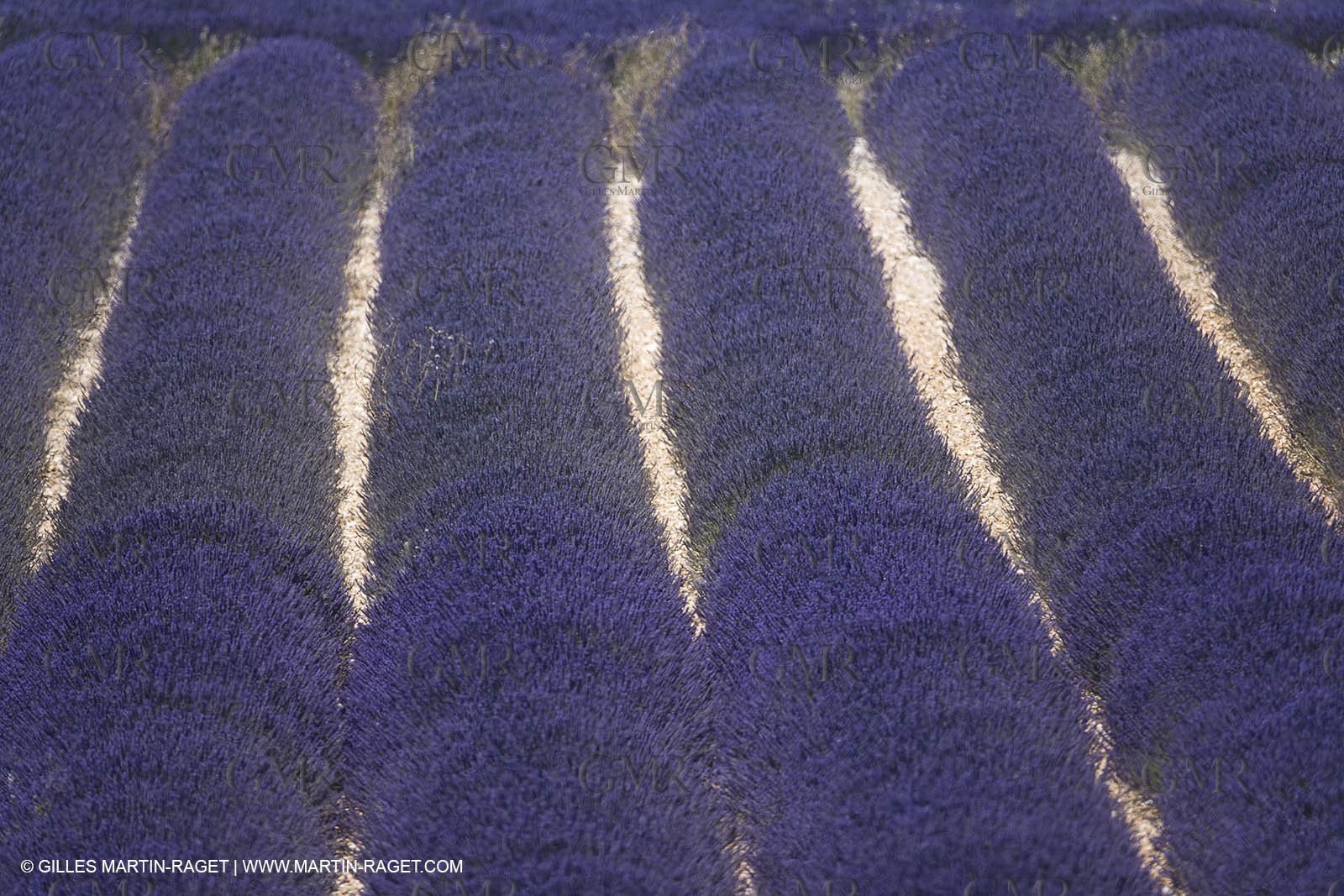 13 08 2007 - Valensole (04) - lavender fields on Valensole plateau