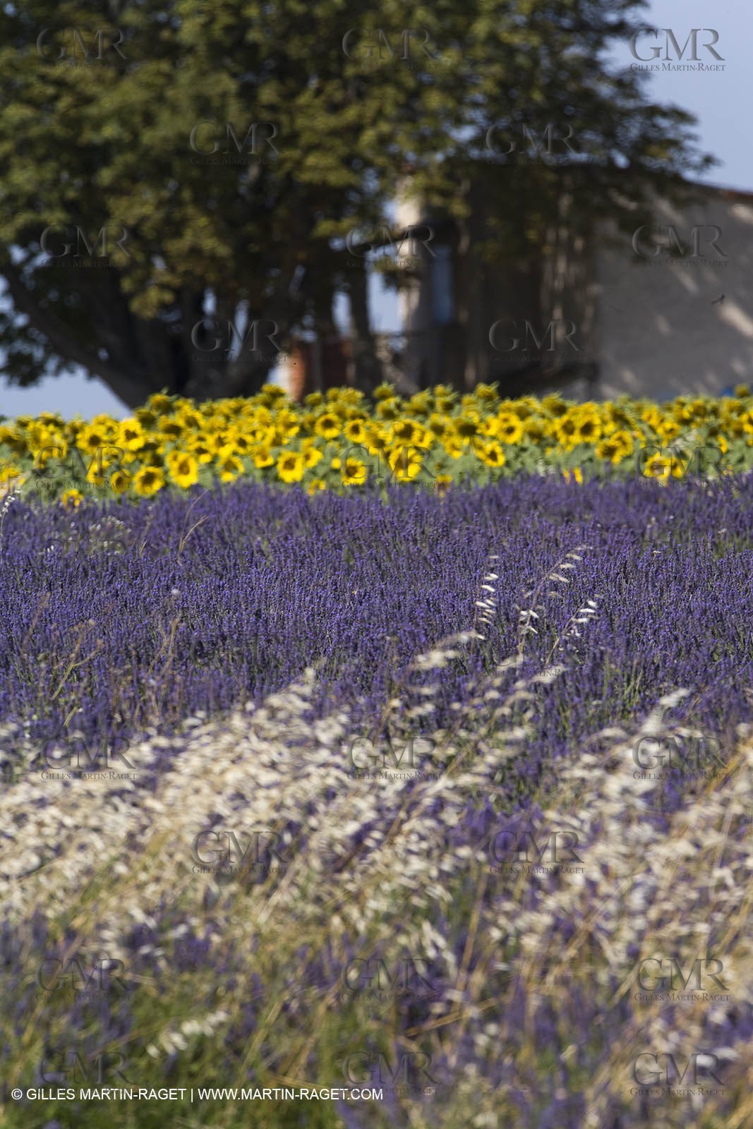 13 08 2007 - Valensole (04) - lavender fields on Valensole plateau