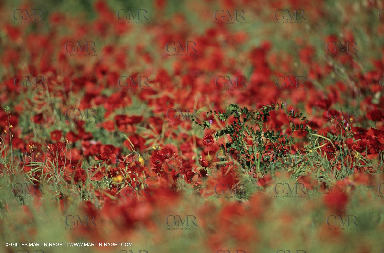 2000-2010- Les Alpilles (FRA,13) - Poppy fields